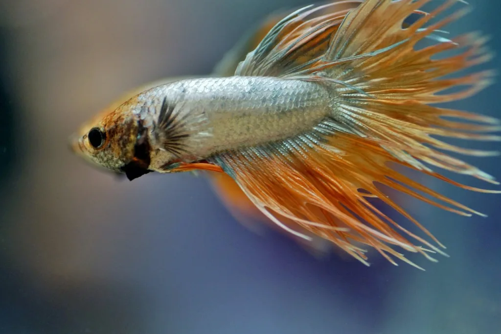 Crowntail betta gold