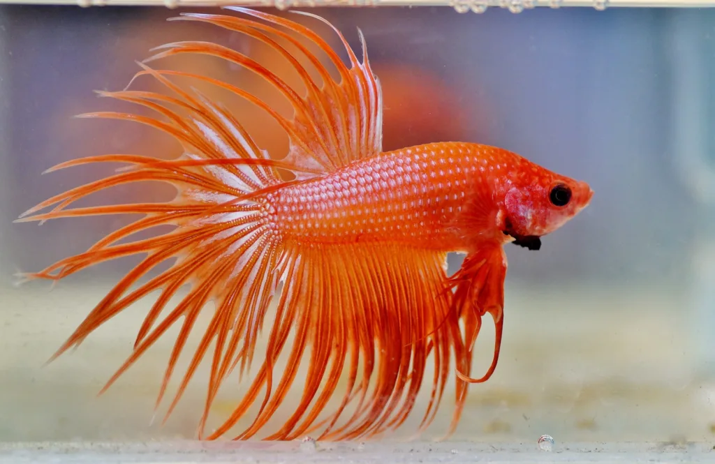 Crowntail betta red