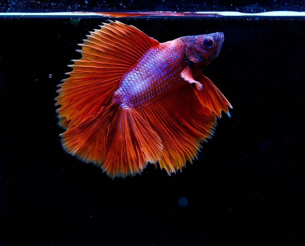 how long can a betta fish live without food
