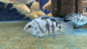 Polar Blue Parrot Cichlids