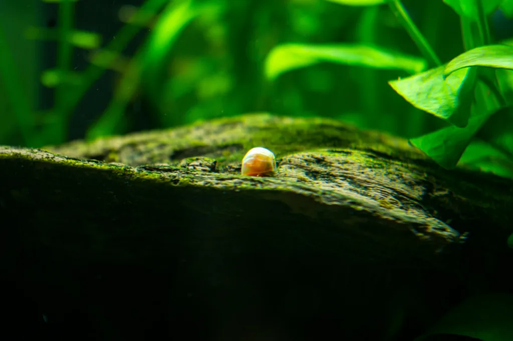 aquarium snails