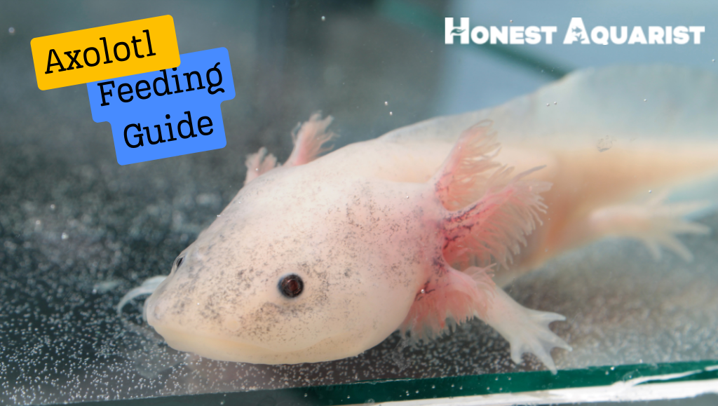 axolotl feeding guide cover