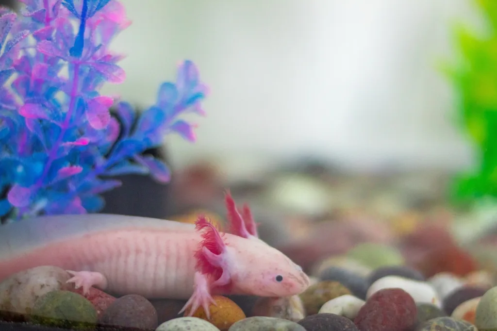 axolotl, wild, wetland-5415386.jpg