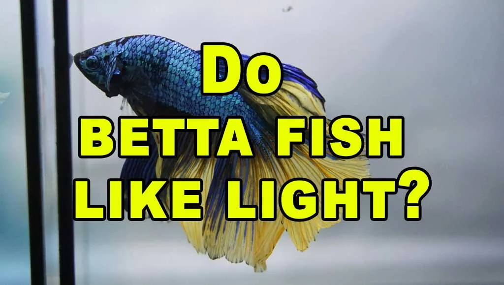 betta fish cover