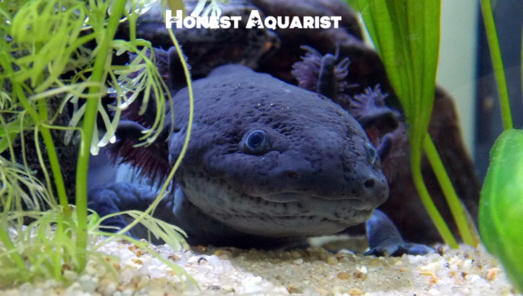 blue axolotl cover