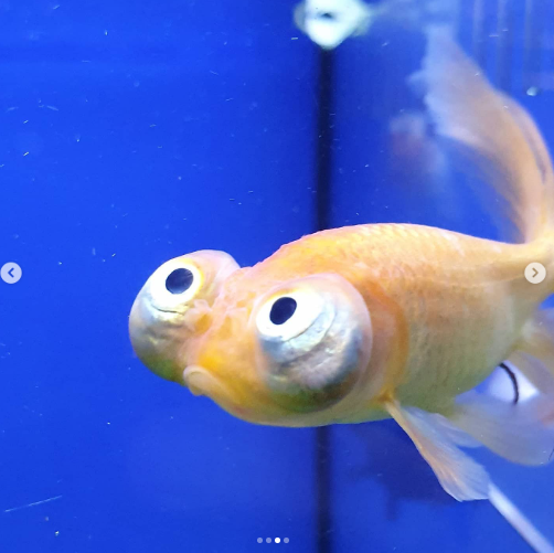 celestial eye goldfish breeder