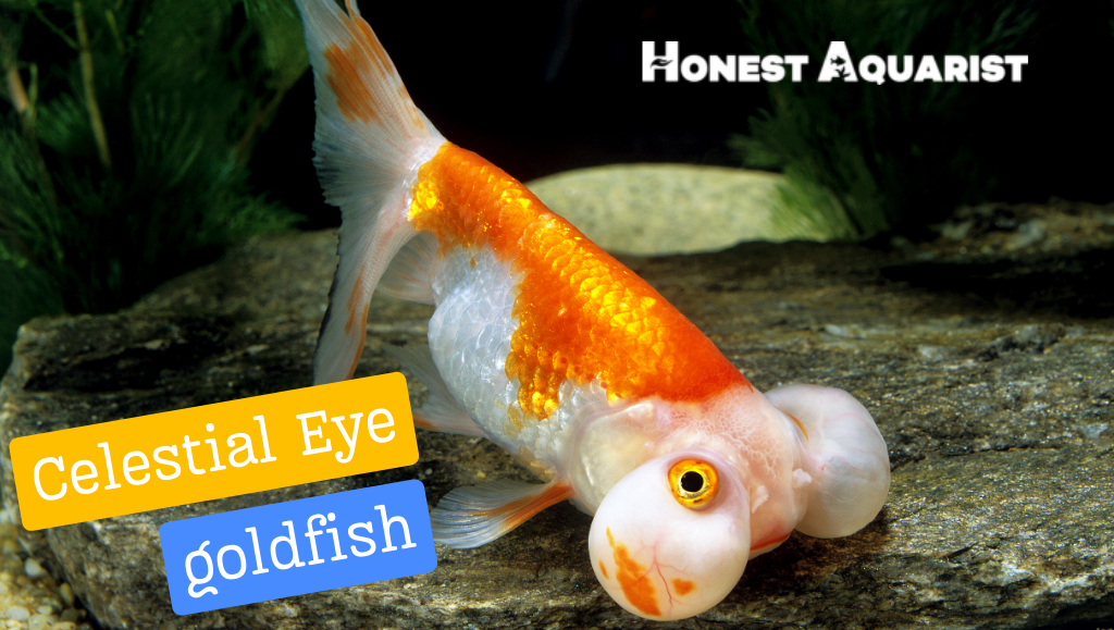 celestial eye goldfish cover