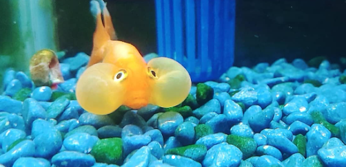 celestial eye goldfish tips