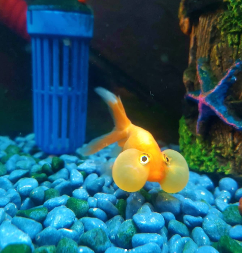 celestial eye goldfish with stone