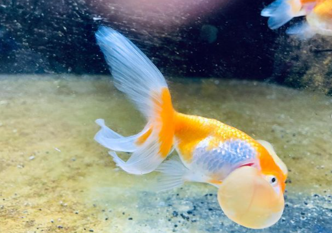 celestial eye goldfish