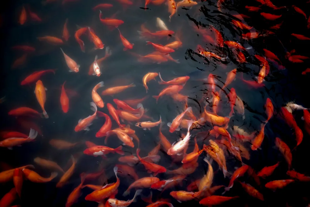 fish feeding