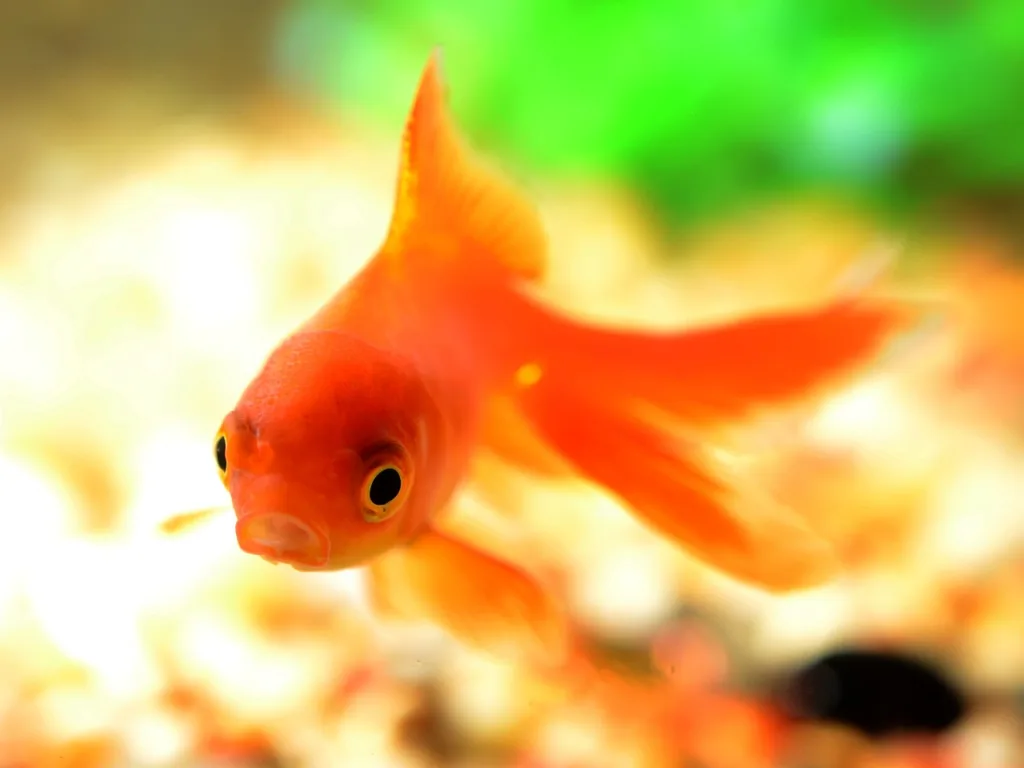 red goldfish