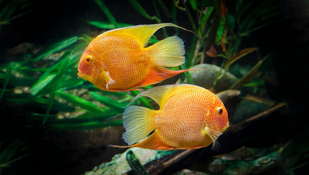 yellow Severum Cichlids Fish