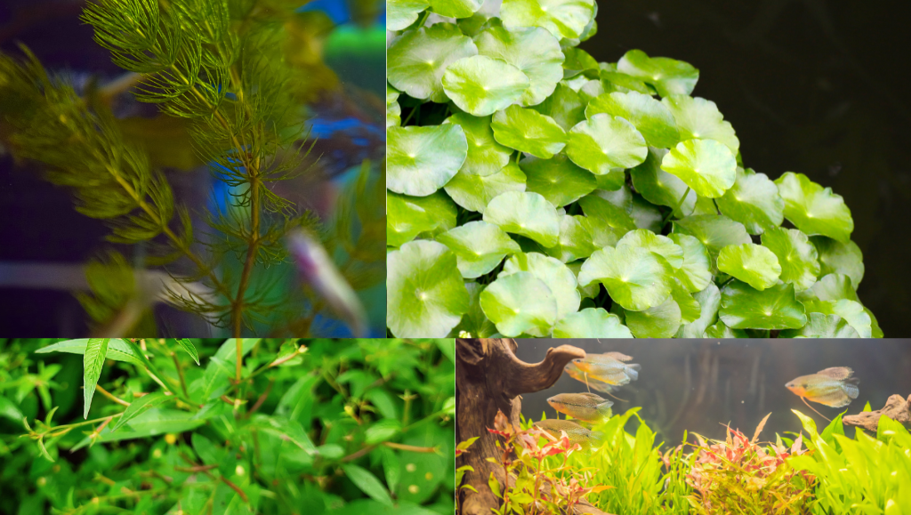 4 Cold Water Aquarium Plants