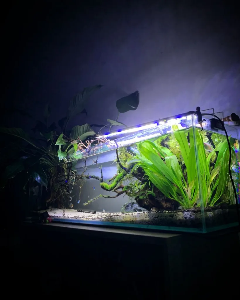 Amazon Sword Aquarium