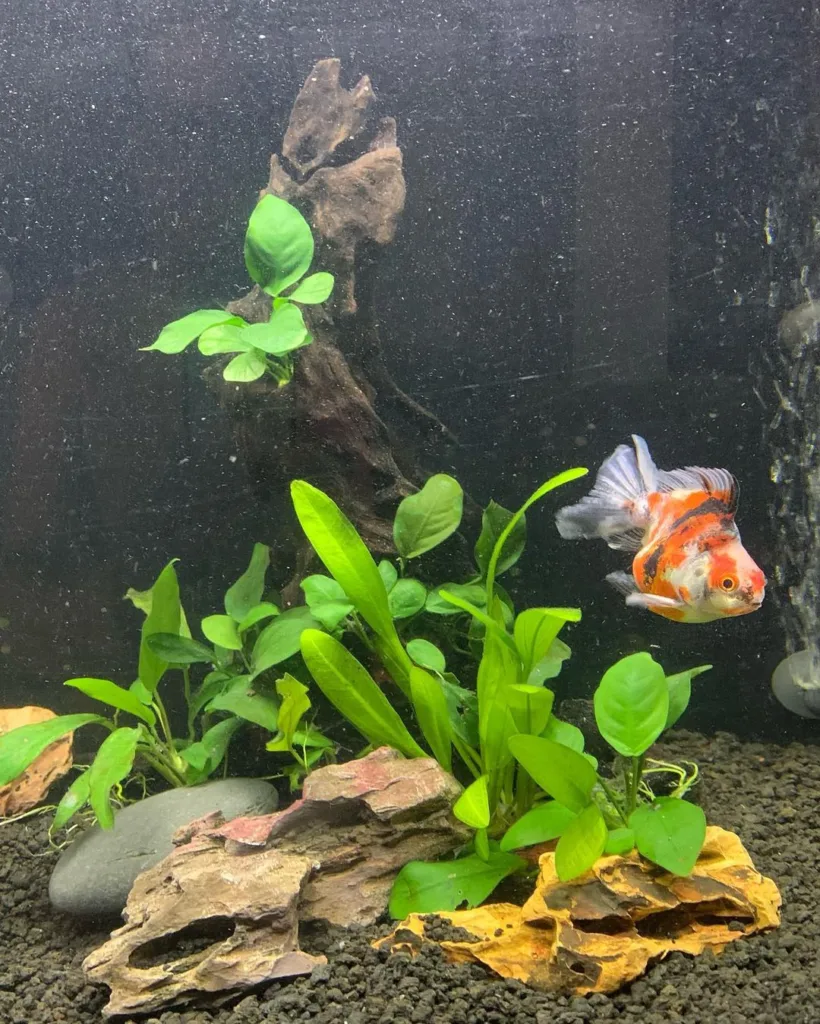 Anubias spp