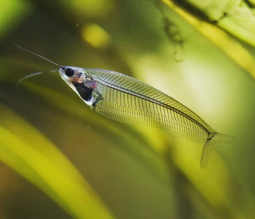 Asian Glass Catfish