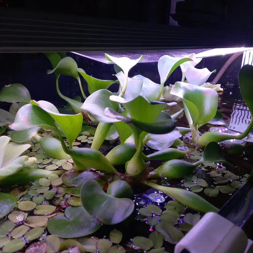 Benefits of Water Hyacinth in Aquariums