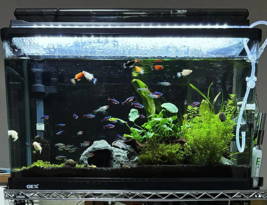 Black Neon Tetra