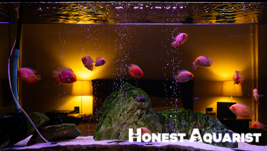 10 Types of Blackwater Aquarium Fish Species to Enchant Your Tank