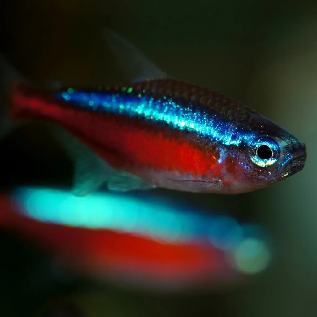 Cardinal Tetra