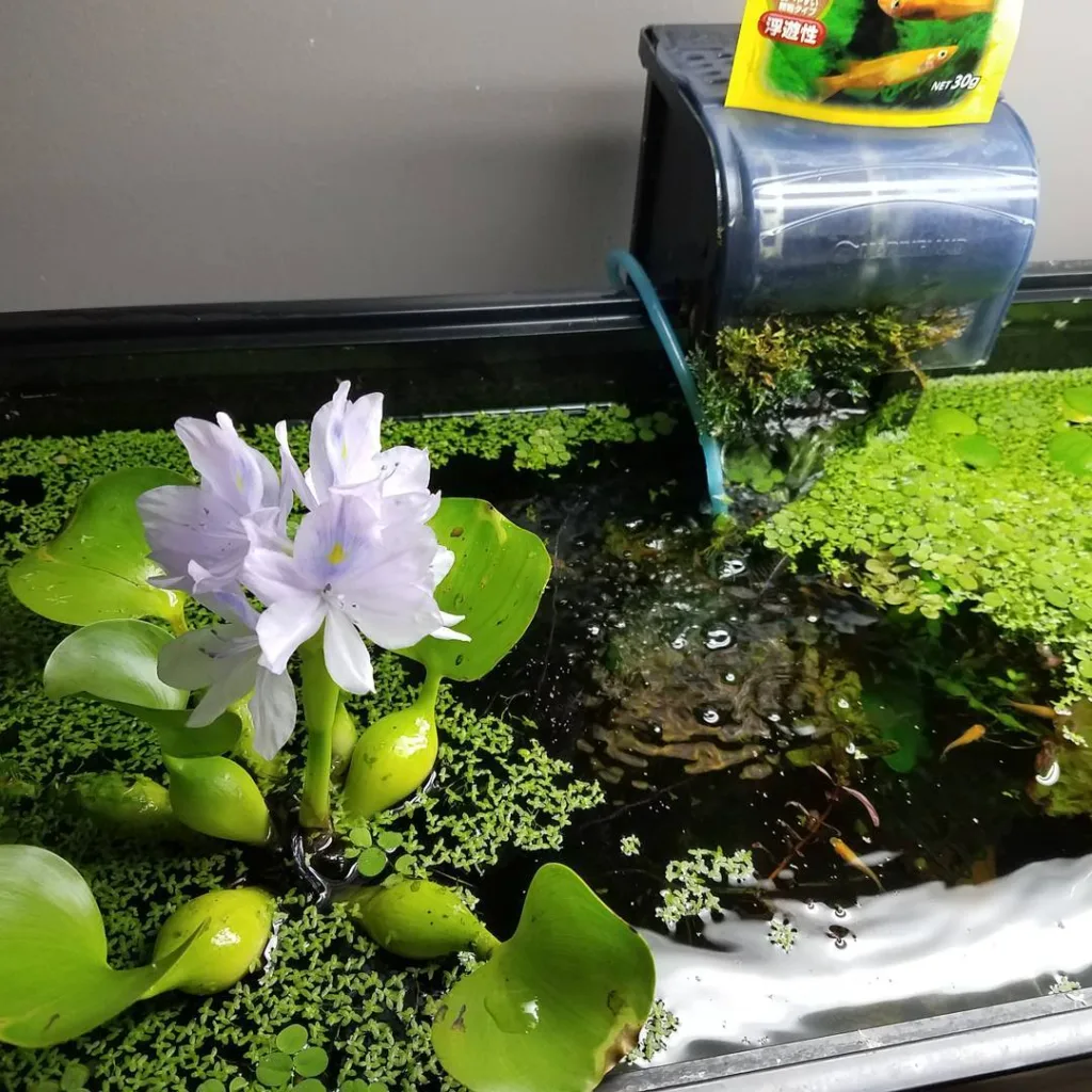 Care and Maintenance of Water Hyacinth in Aquariums