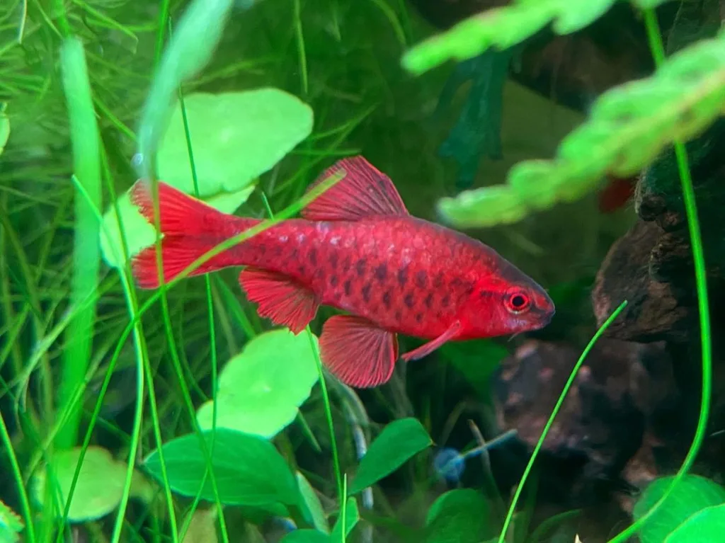 Cherry Barb