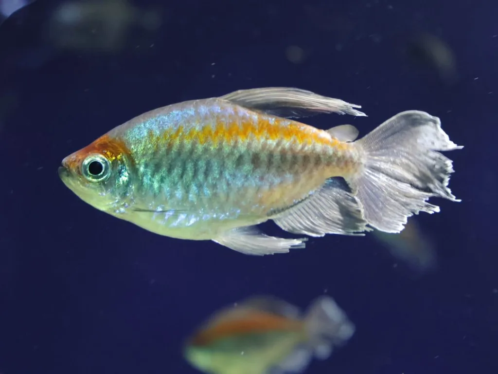 Congo Tetra