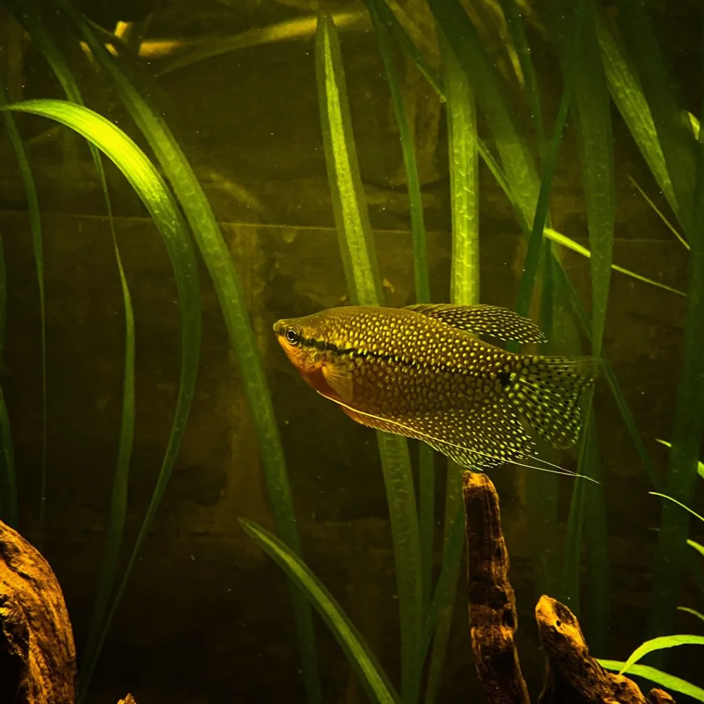 Dwarf Gourami