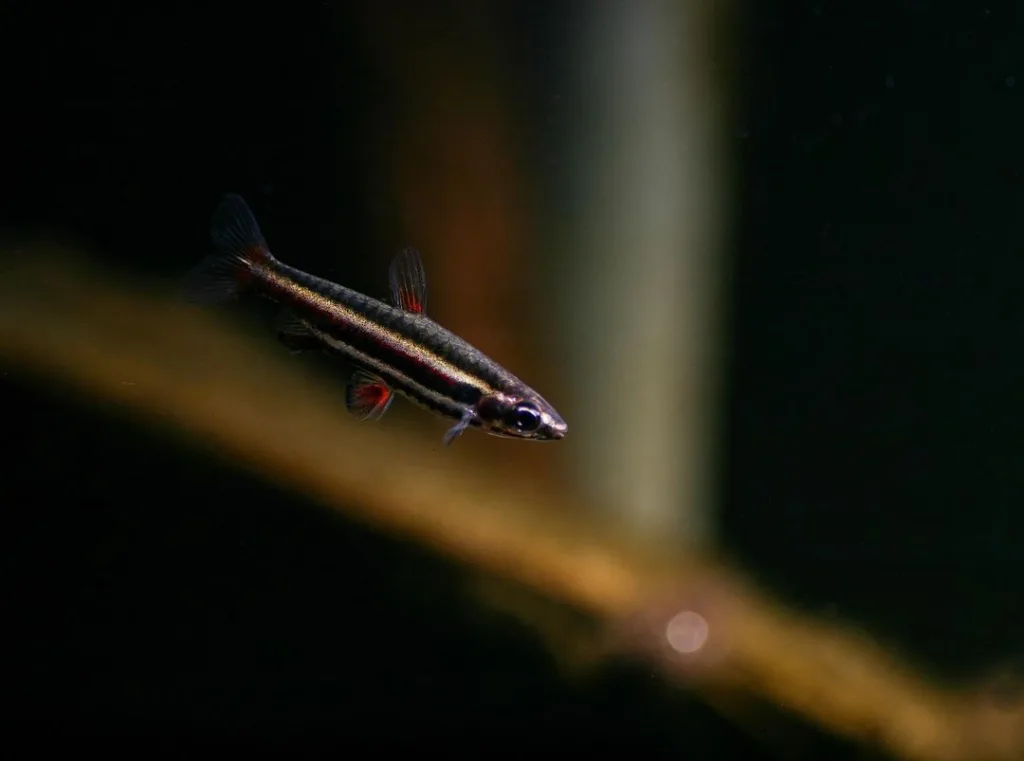 Dwarf Pencilfish