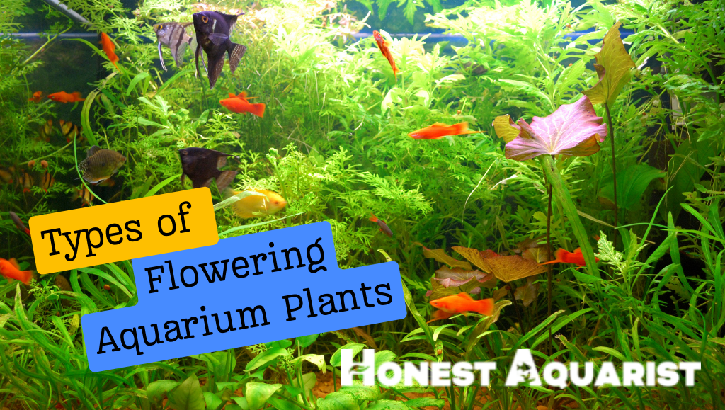 Flowering Aquarium Plants cover