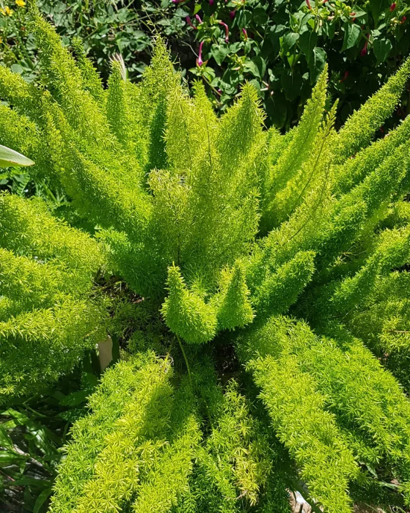 Foxtail Aquarium Plant