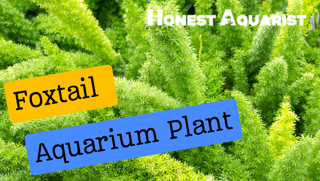 Foxtail Aquarium Plant Cover