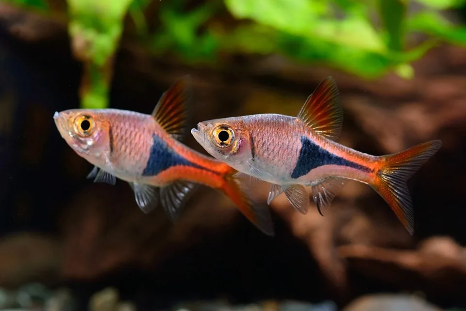 Harlequin Rasbora jpg