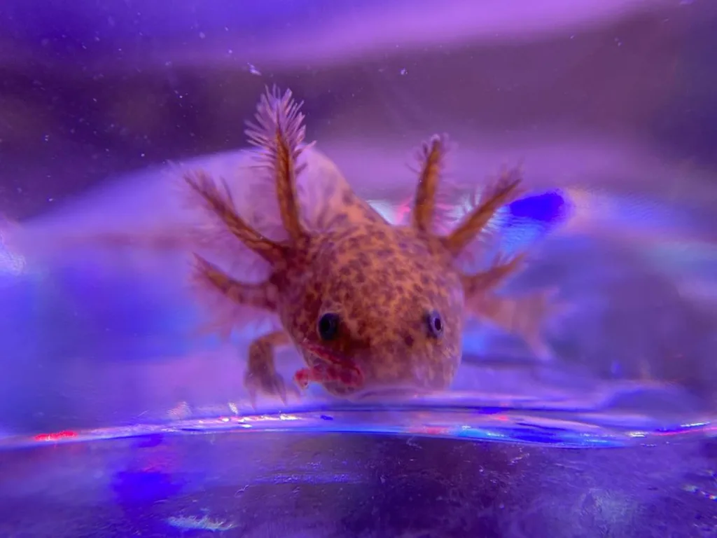 Housing Requirements for Copper Melanoid Axolotls