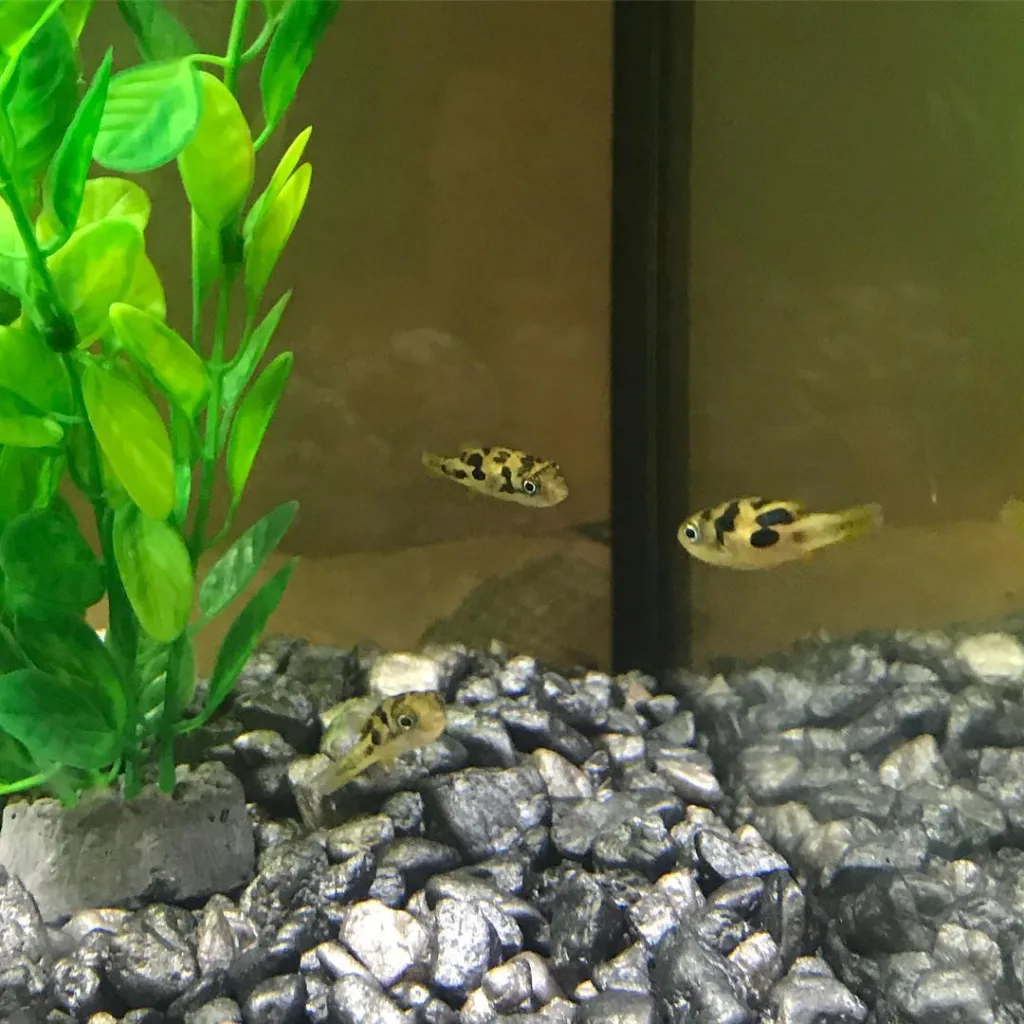 Indian Dwarf Puffer