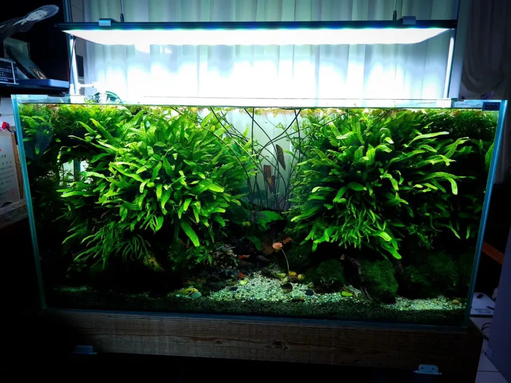 Java Ferns