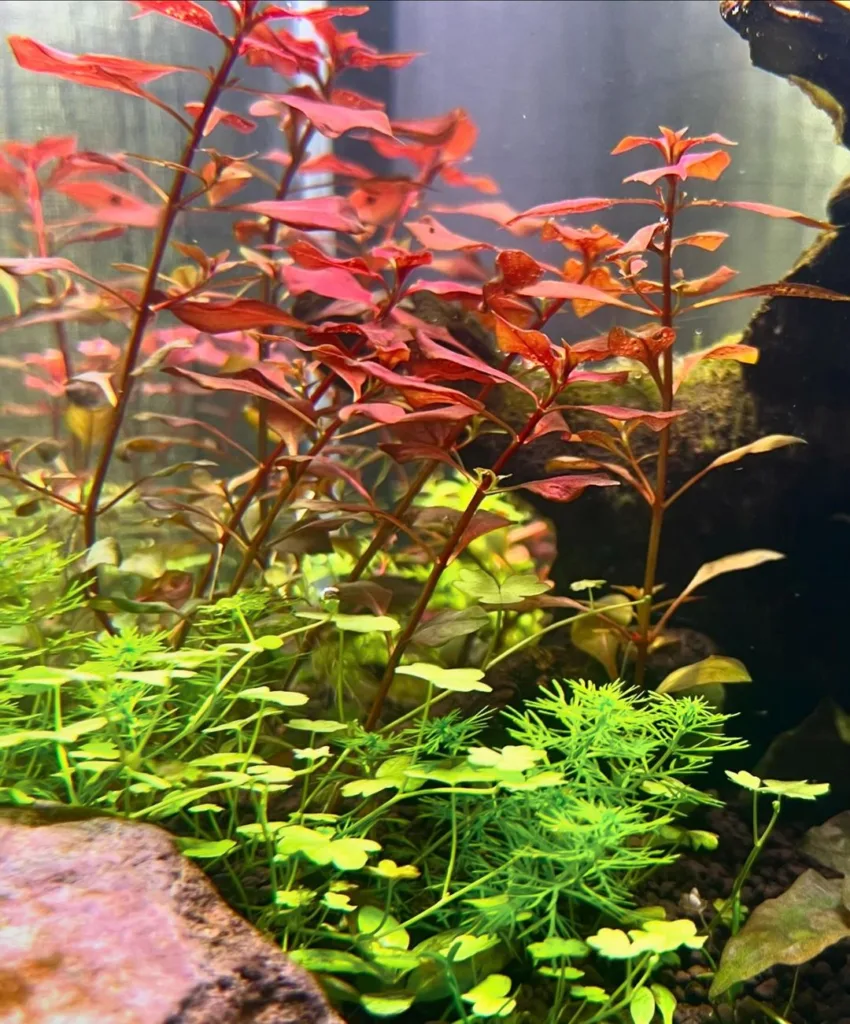 Ludwigia repens