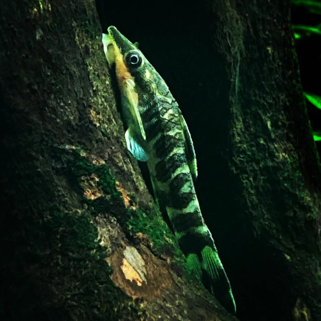 Otocinclus Catfish