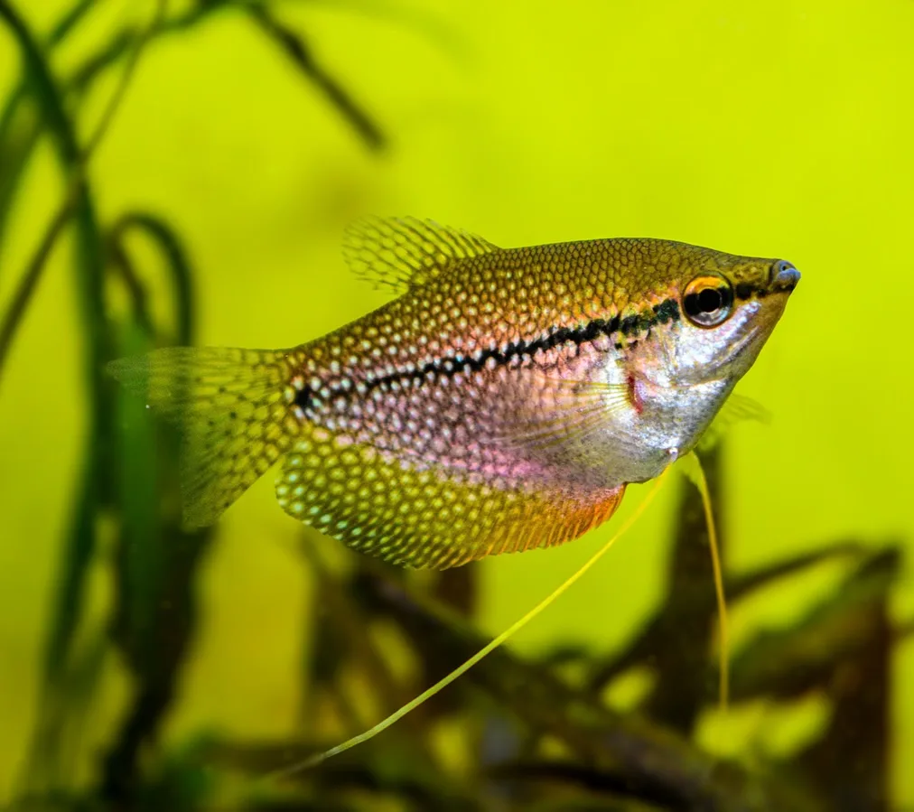 Pearl Gourami jpg