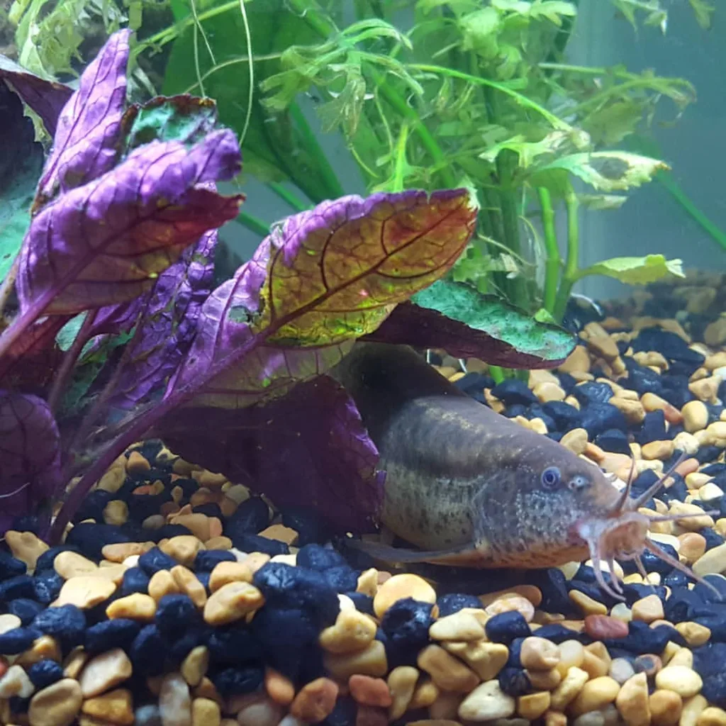 Purple Waffle Plant Aquarium