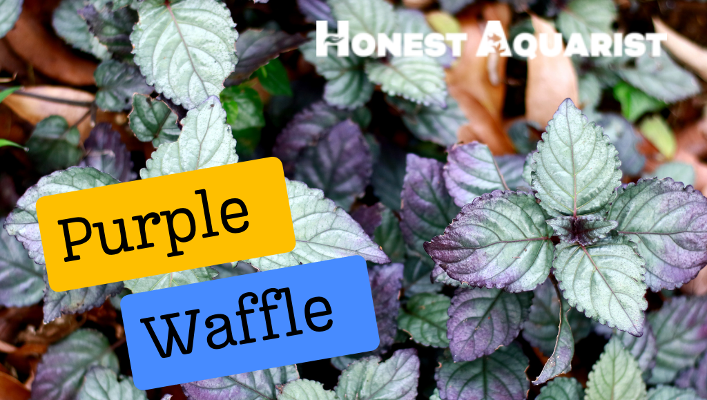 Purple Waffle Plant cover
