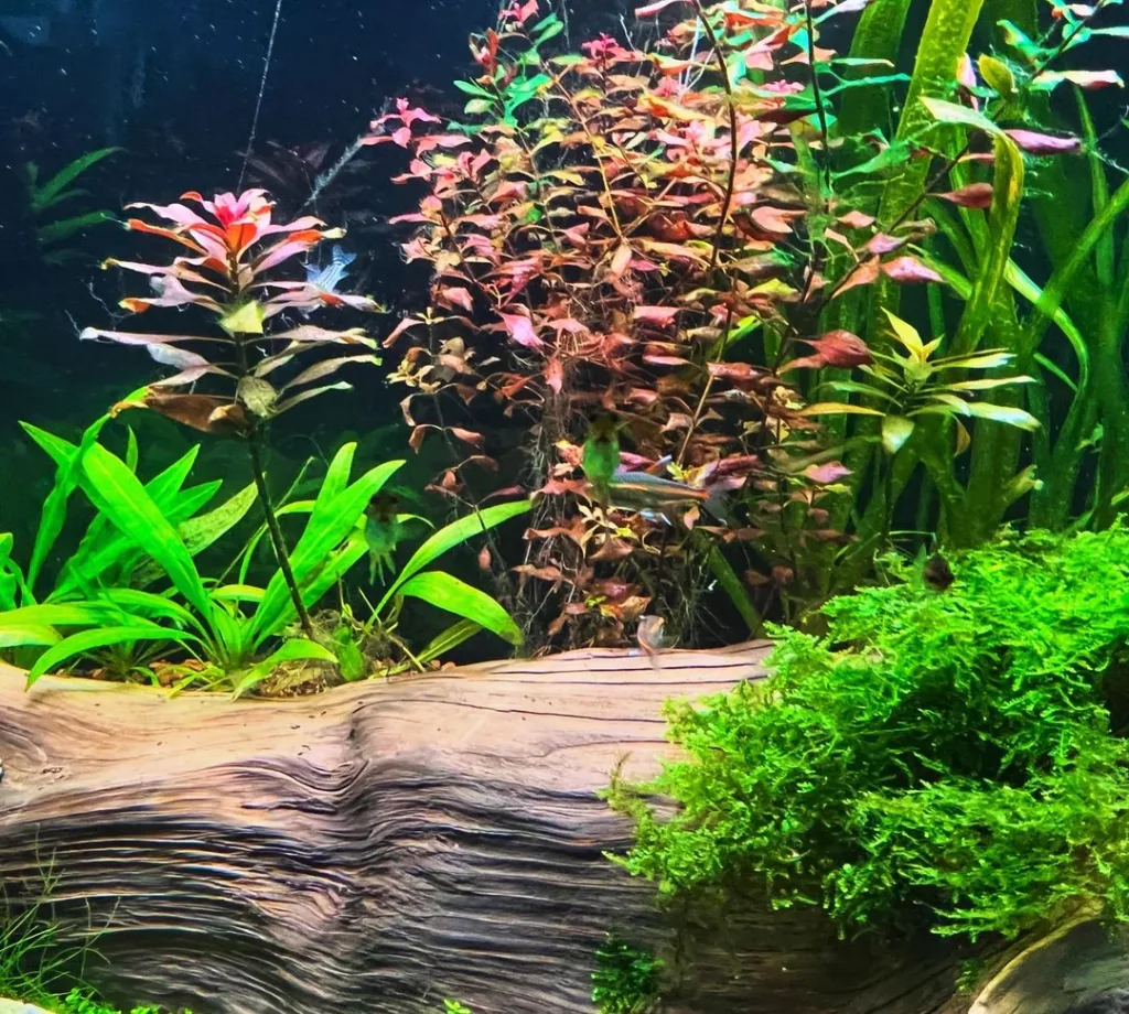 Red Ludwigia