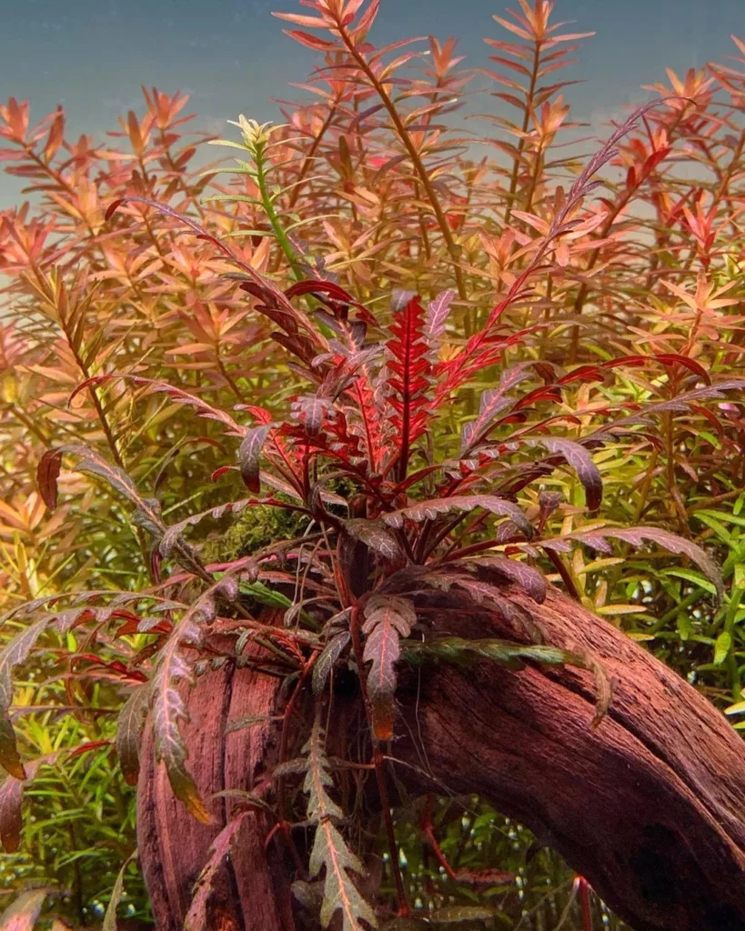 Rotala rotundifolia