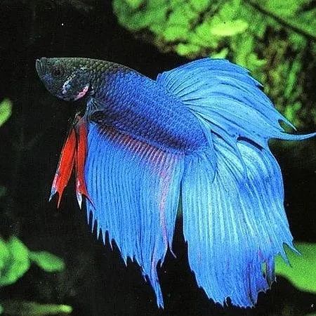 Asian Fish for Aquariums: Guiding You Through a Species Showcase ...