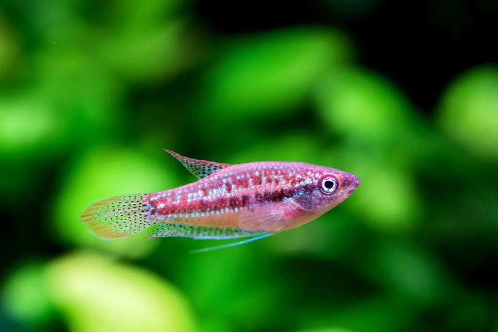 Sparkling Gourami