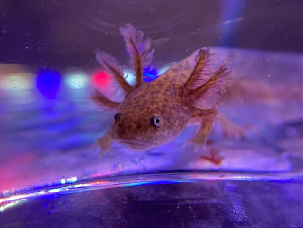 Tanksmates for Copper Melanoid Axolotls