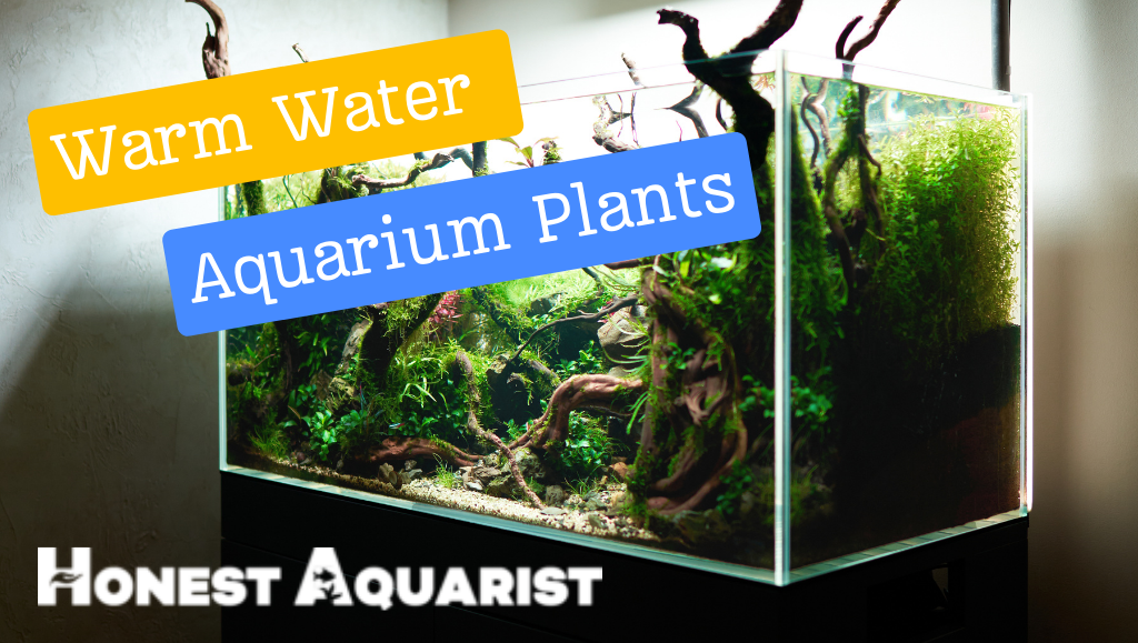 Warm Water Aquarium Plants Cover