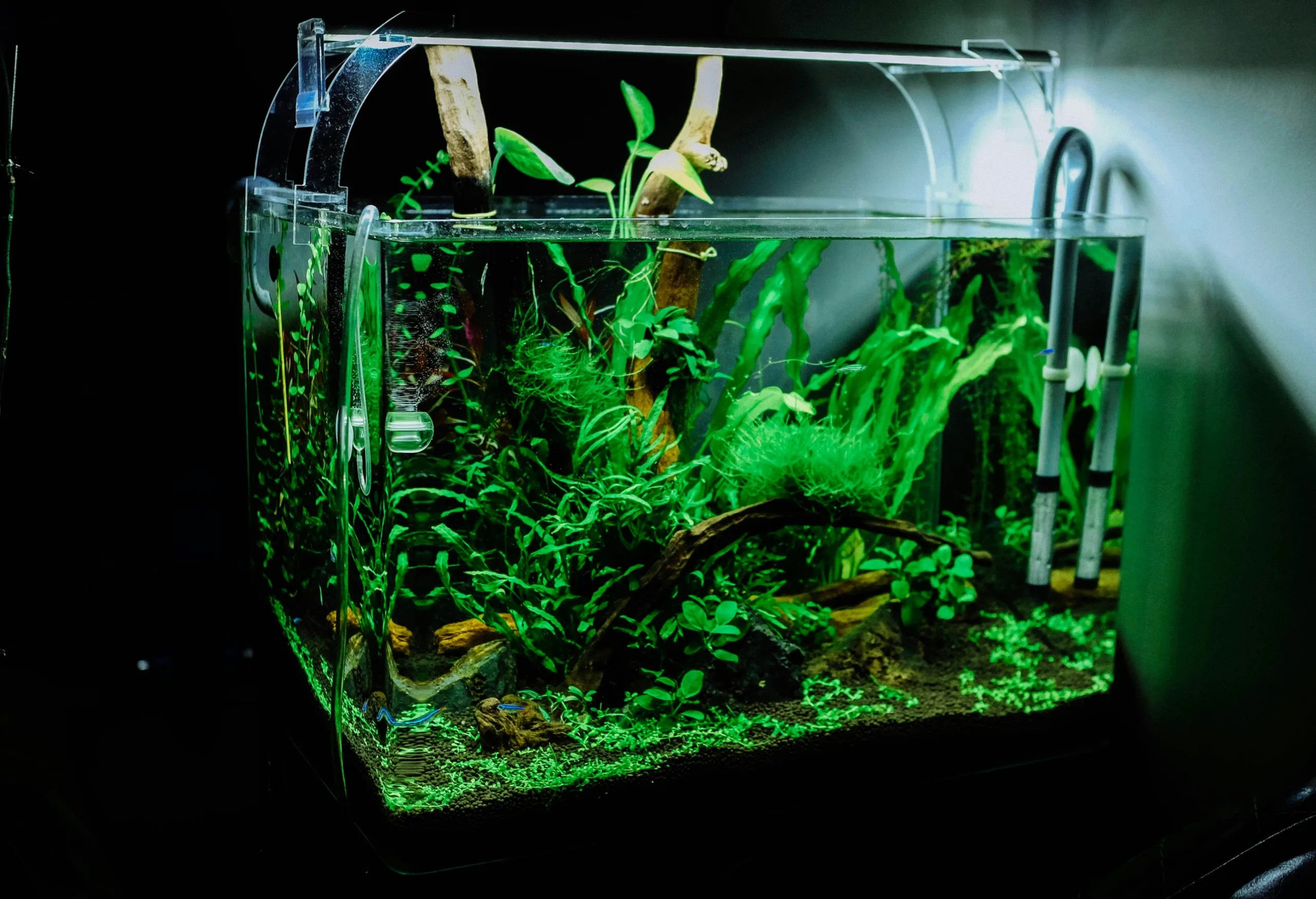 Care and Maintenance of Cold Water Aquarium Plants