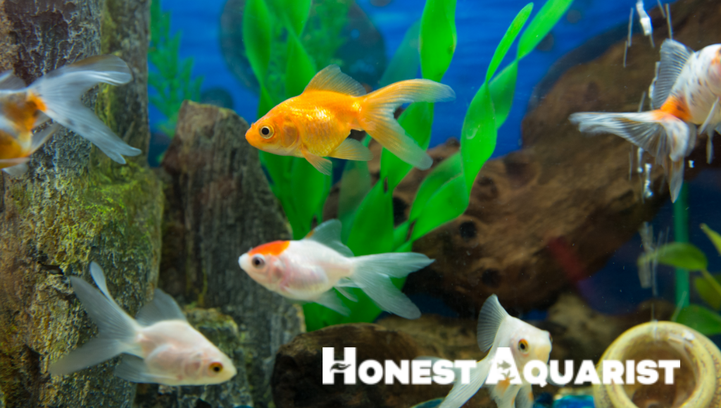 Asian Fish for Aquariums: Guiding You Through a Species Showcase